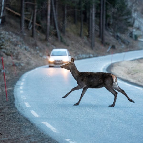 AdobeStock_333942504_Preview